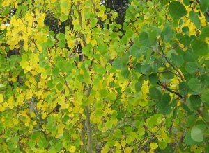 Aspen Starting to Turn COlor September 2009