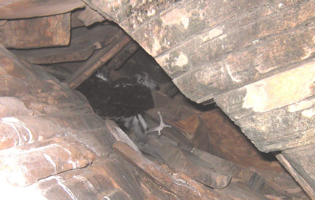 Fledgeling Vulture in Cave (Copyright 2009 all rights reserved)