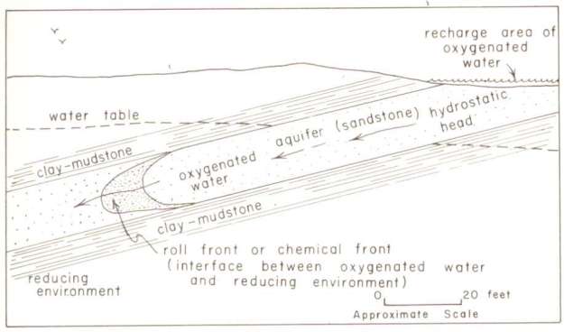 Roll Front Cross Section
